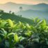 Unveiling the Secret: What is Darjeeling Tea?
